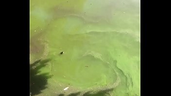 Tortues Ninja Film Porn