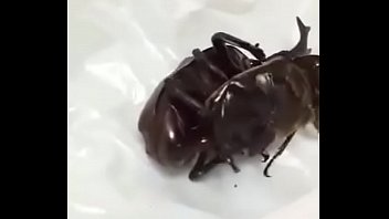 Beetle Hentai