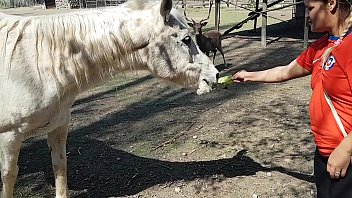 Real Horse Cum Porn