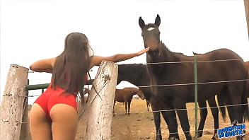 Horse Anal