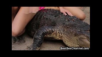 Esvort alligator