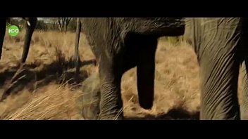 Porno elephant