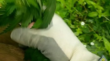 Stinging nettle porn