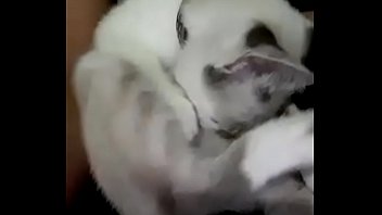 Mc pipokinha gato chupando peito