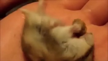 Hamster pormo