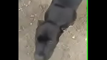 Cachorro comendo humano