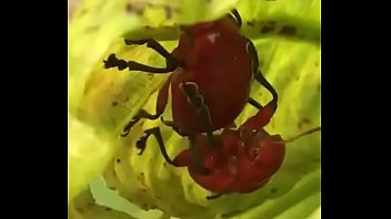 Beetle перевод