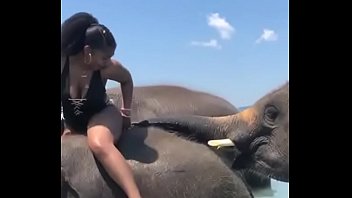 Elephant sex xnxx