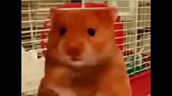 Schwarzer hamster