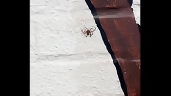 Spiderman 2