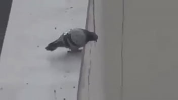 ALEJO CLUB PORN