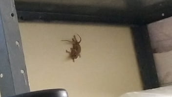 The Lazy Geckos porn