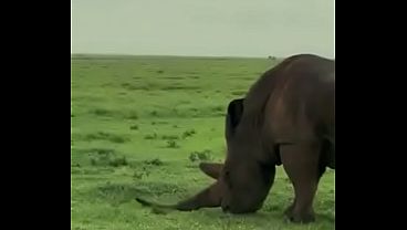 Rhinoceros 3d