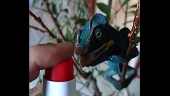 Loei chameleon