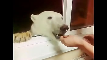 Urso polar nsfw