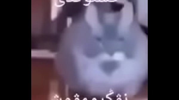 Buteco seu sal
